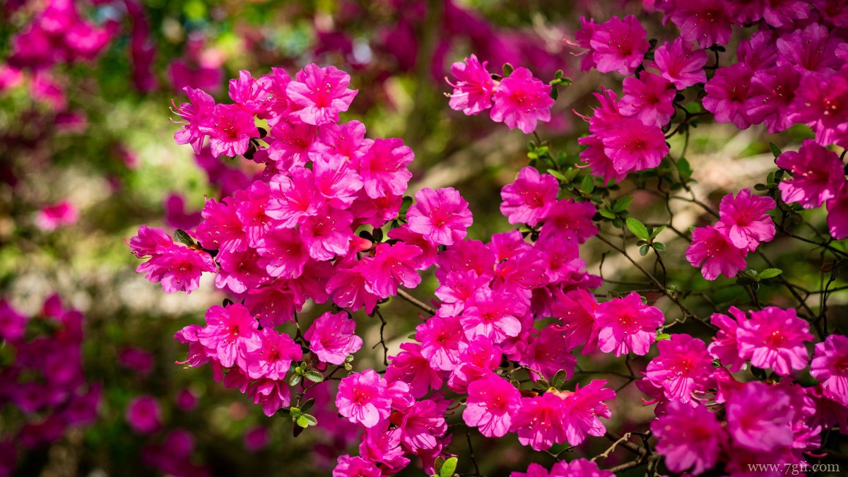 万紫千红映山红图片