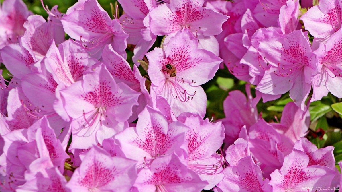 万紫千红映山红图片