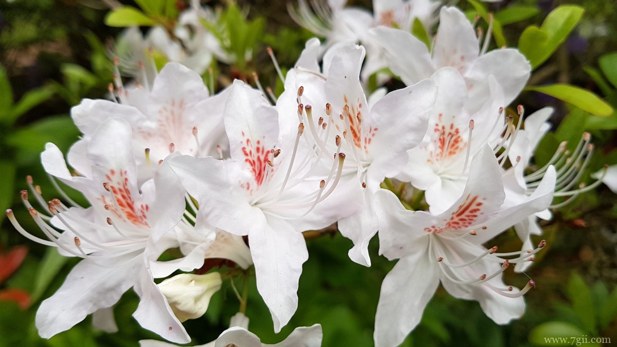 万紫千红映山红图片