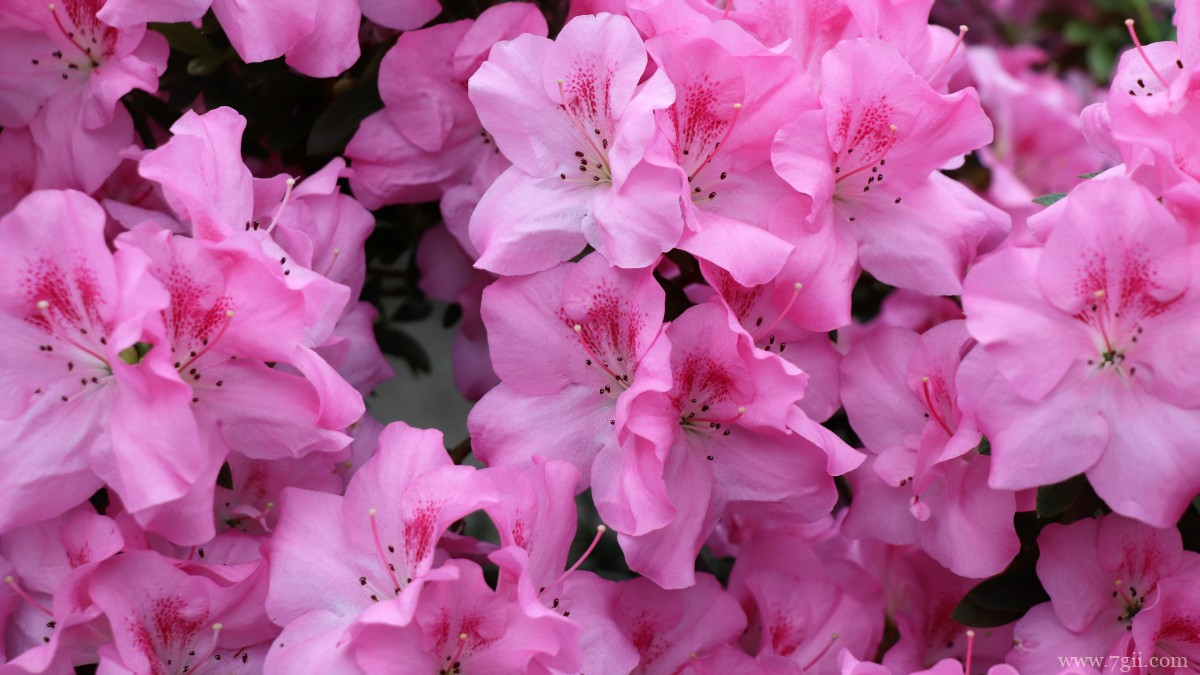 万紫千红映山红图片