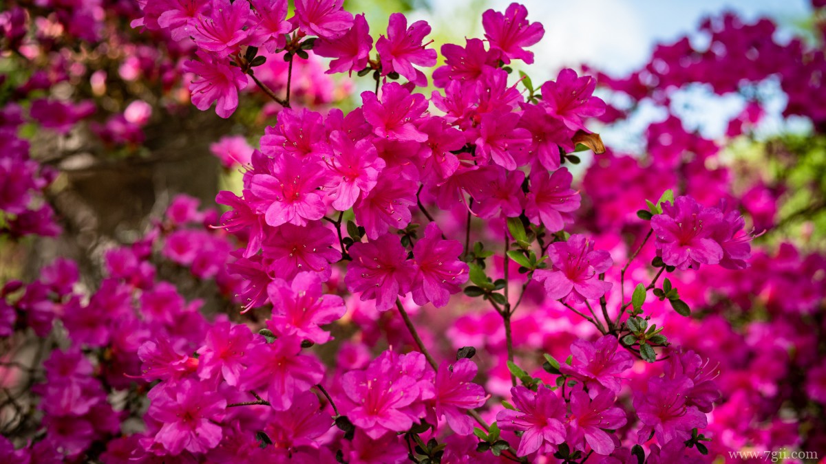 万紫千红映山红图片