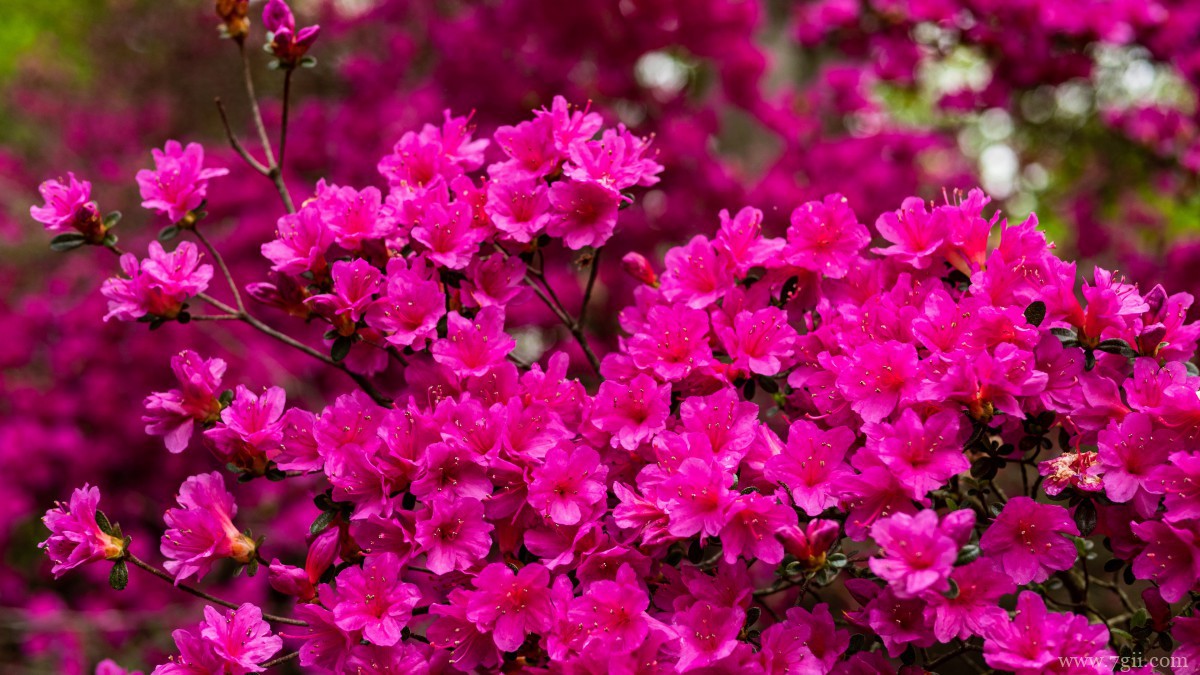 万紫千红映山红图片