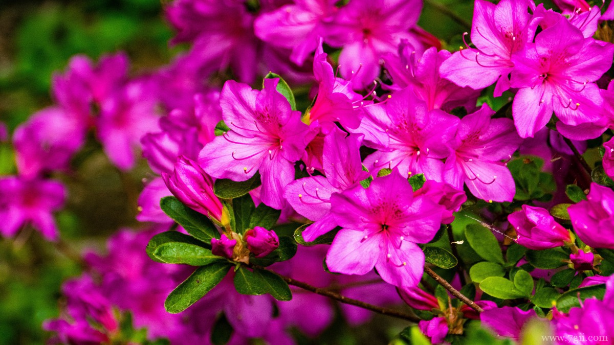 万紫千红映山红图片