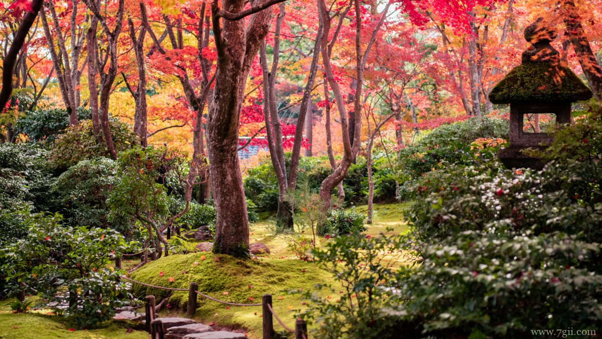日本京都枫叶红叶图片