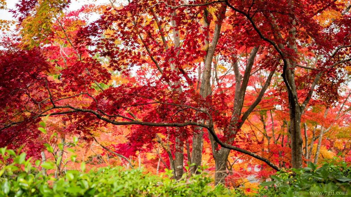 日本京都枫叶红叶图片