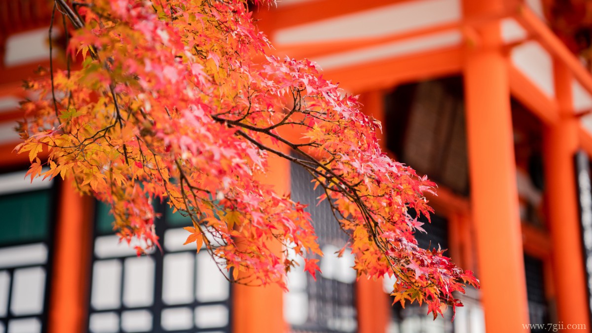 日本京都枫叶红叶图片