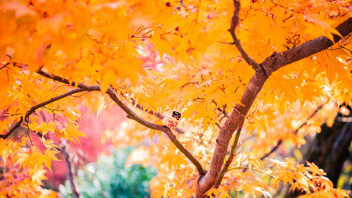 日本京都枫叶红叶图片