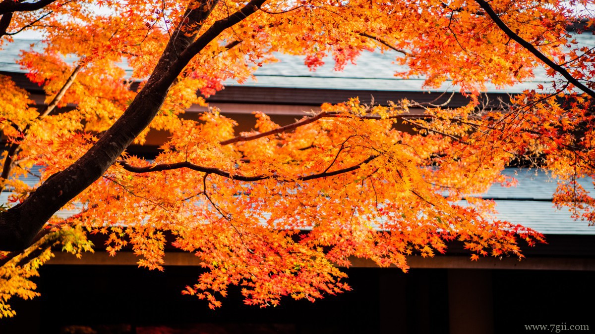 日本京都枫叶红叶图片
