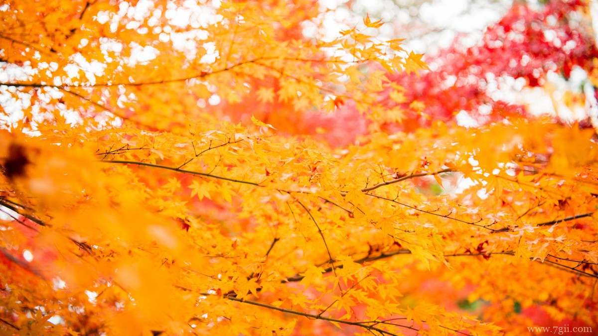 日本京都枫叶红叶图片
