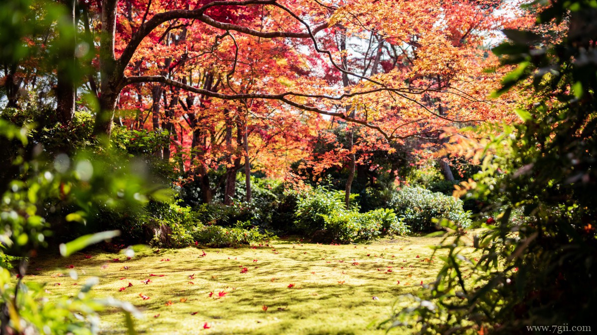 日本京都枫叶红叶图片