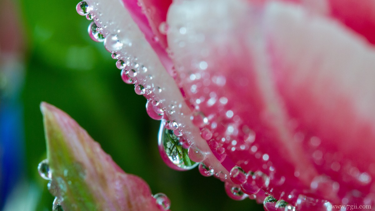 鲜花上的水滴露珠图片