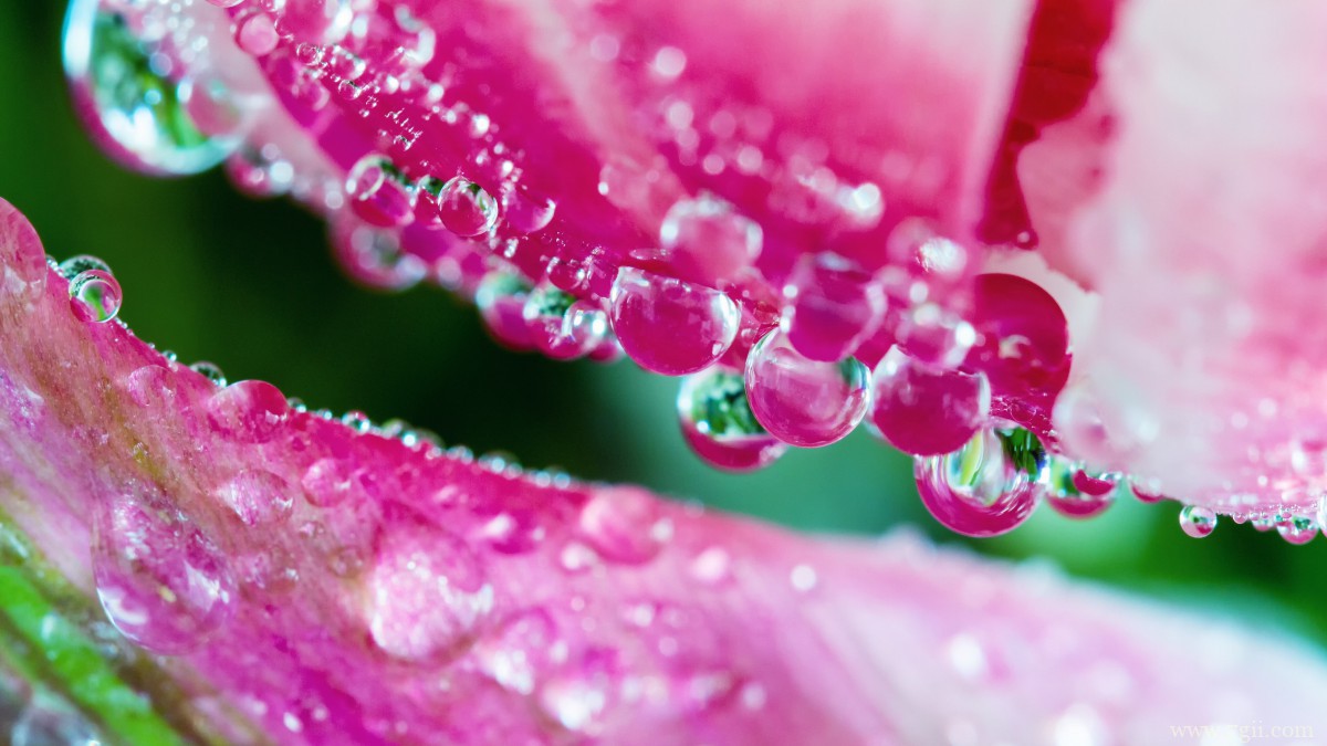 鲜花上的水滴露珠图片