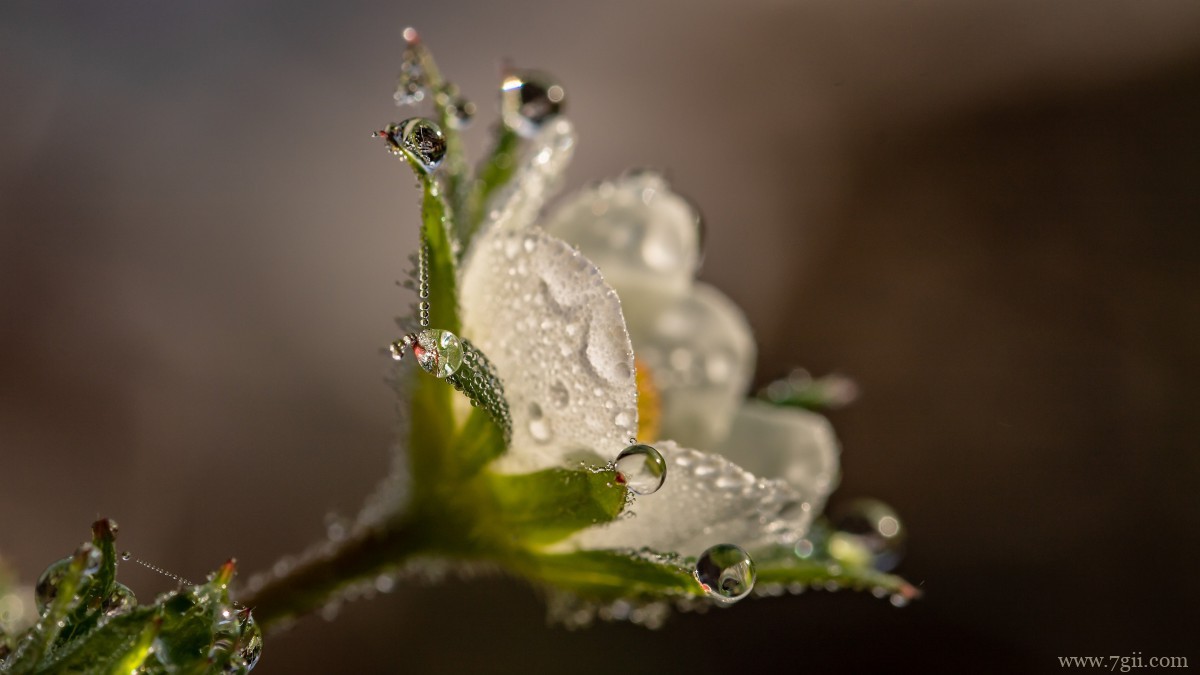 鲜花上的水滴露珠图片