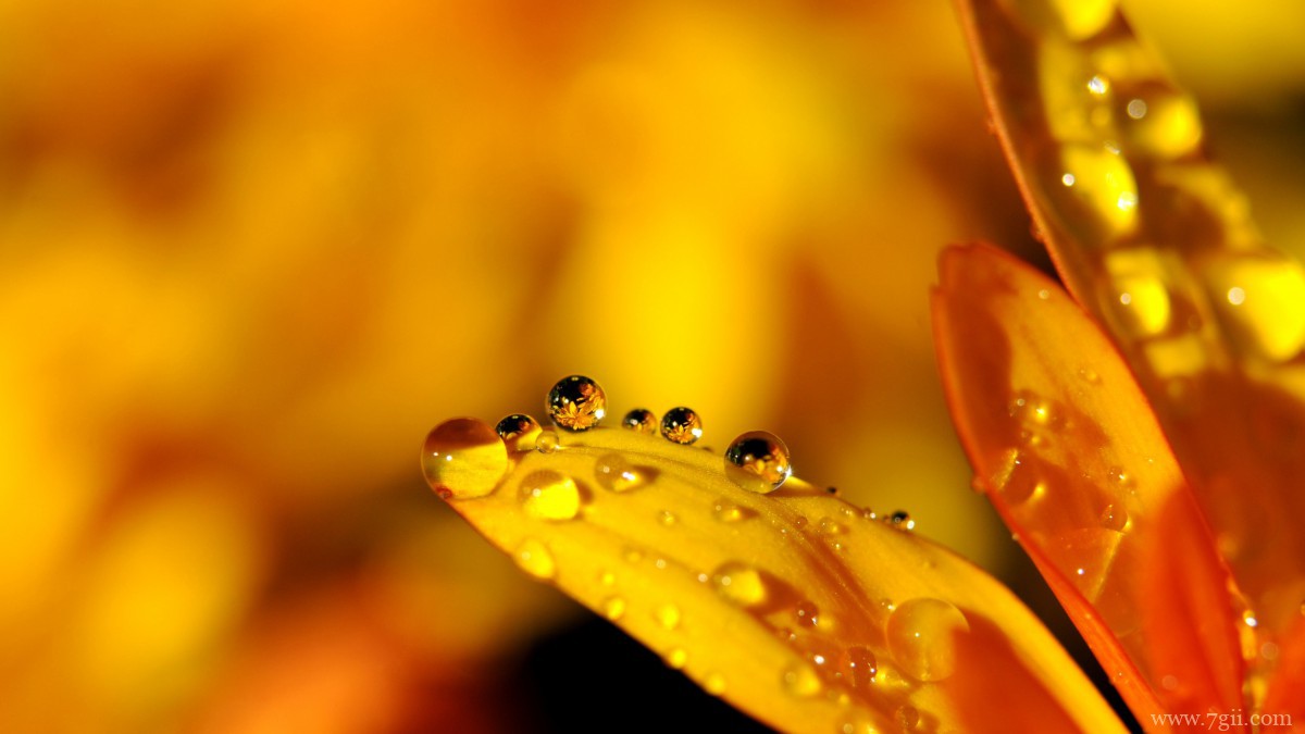 鲜花上的水滴露珠图片