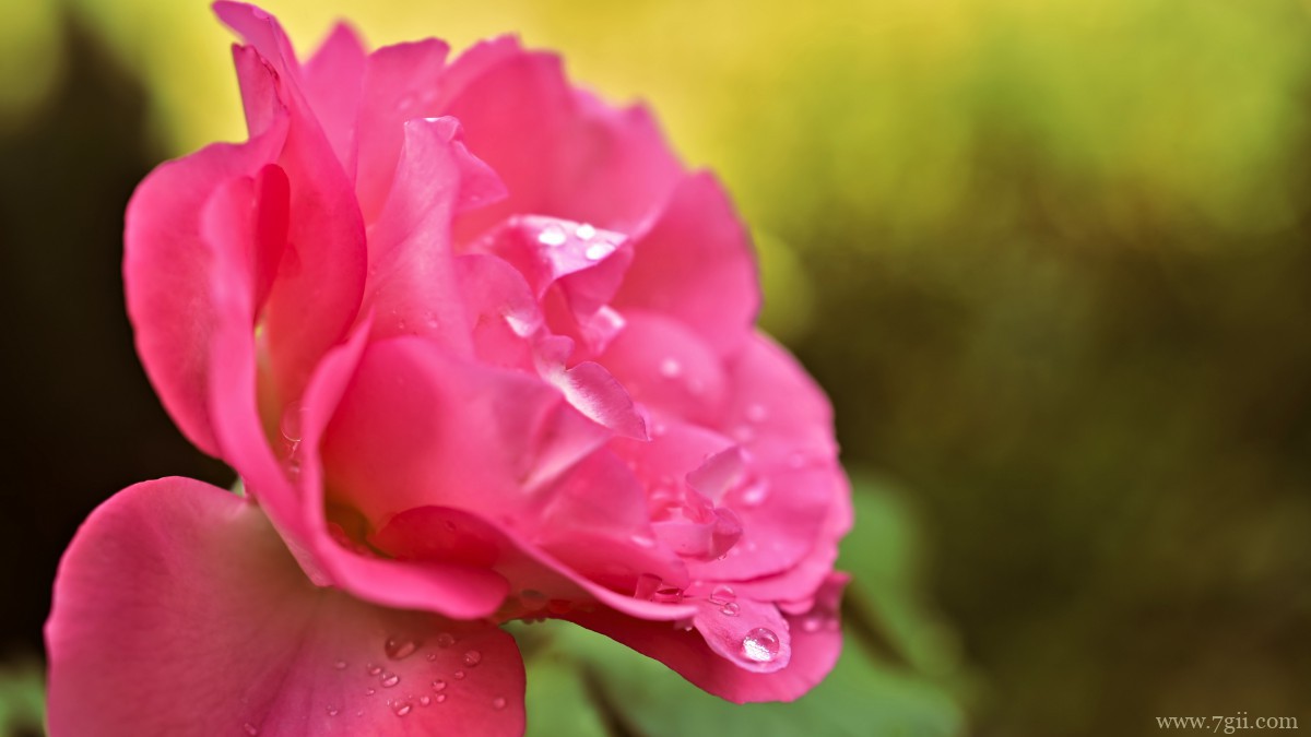 鲜花上的水滴露珠图片