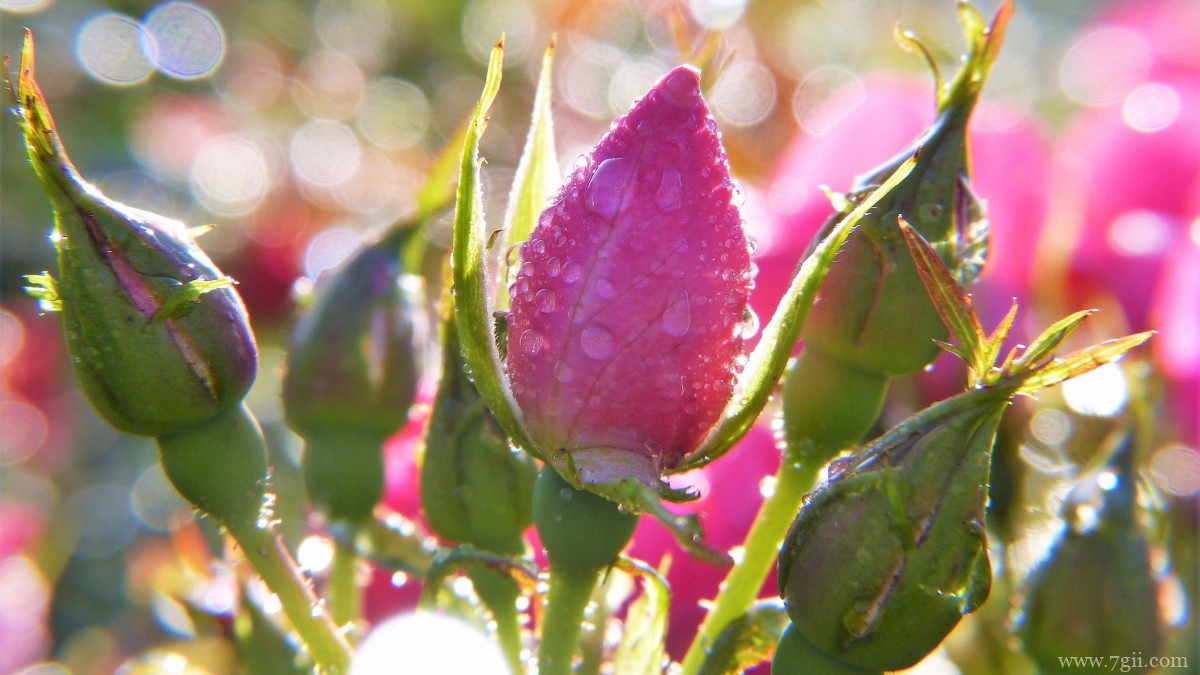 鲜花上的水滴露珠图片
