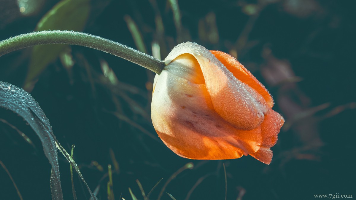 鲜花上的水滴露珠图片