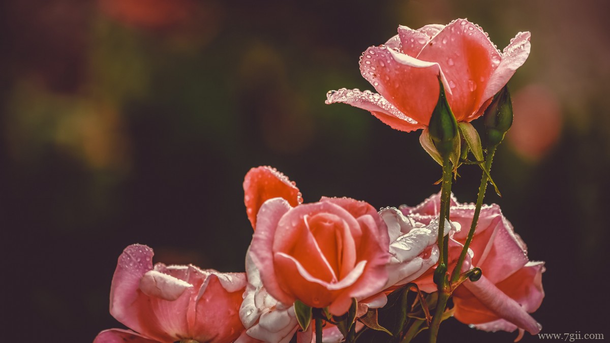 鲜花上的水滴露珠图片