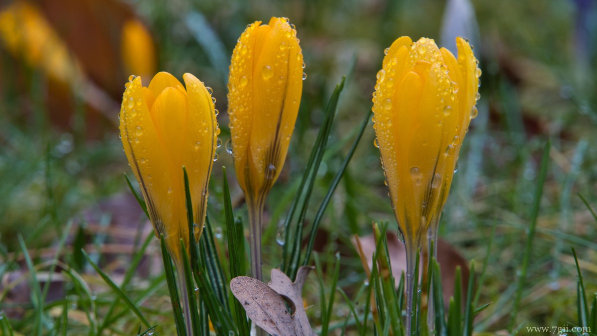 鲜花上的水滴露珠图片