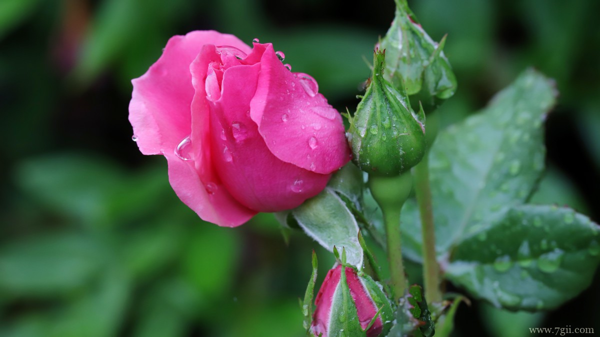 高清红玫瑰花图片