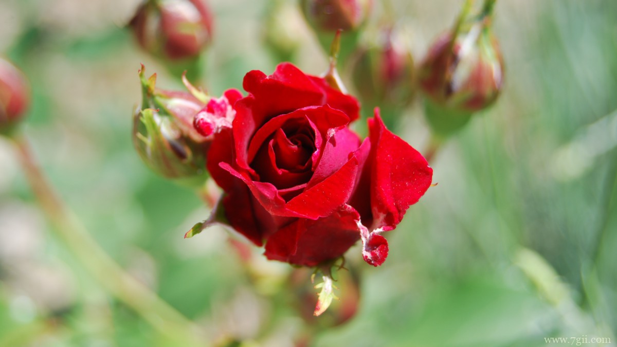 高清红玫瑰花图片