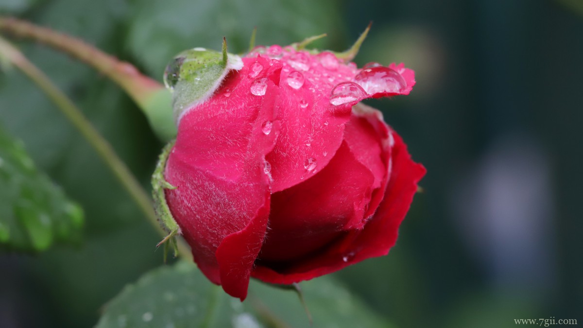 高清红玫瑰花图片