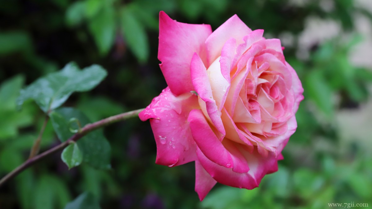 高清红玫瑰花图片