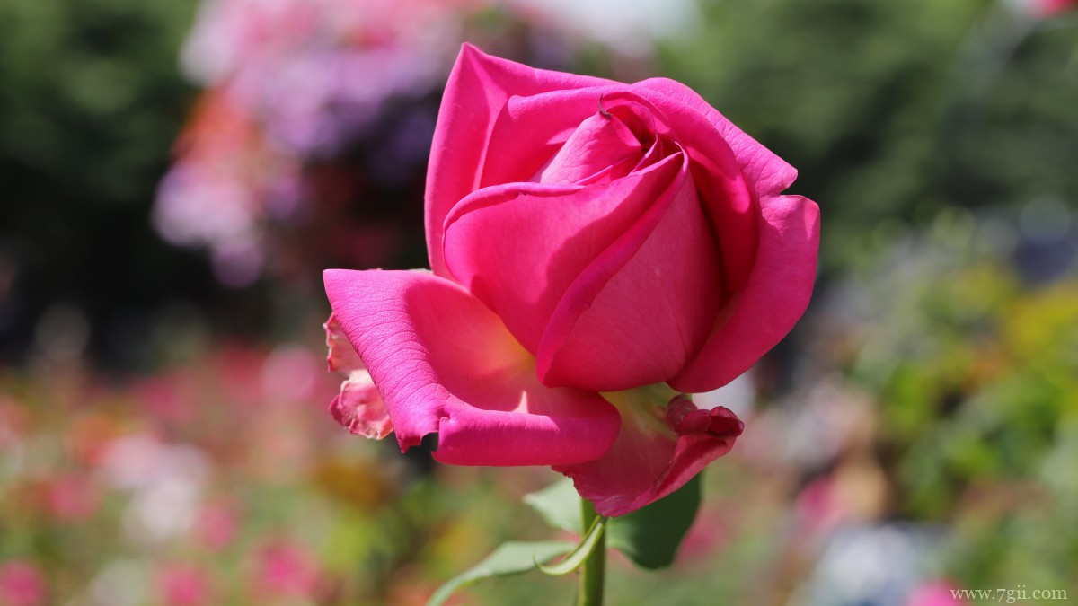 高清红玫瑰花图片