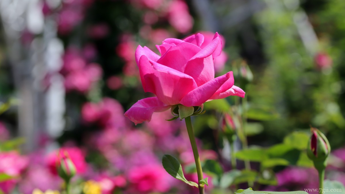 高清红玫瑰花图片