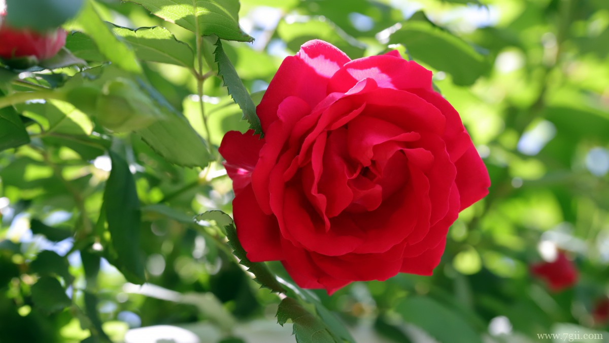 高清红玫瑰花图片