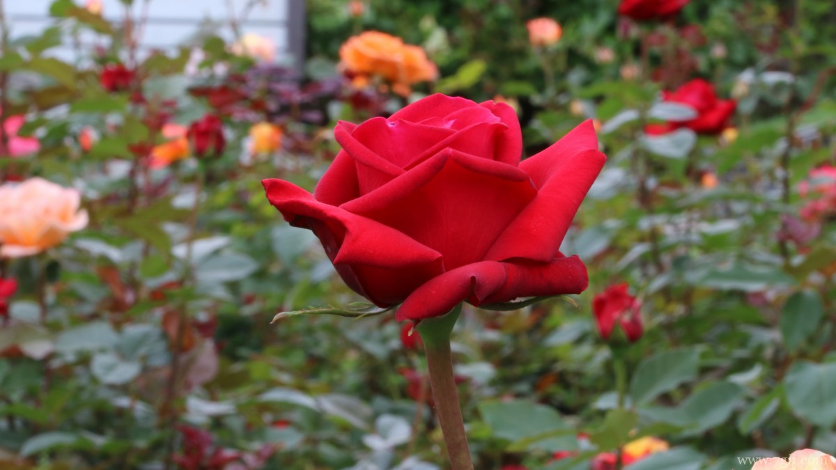 高清红玫瑰花图片