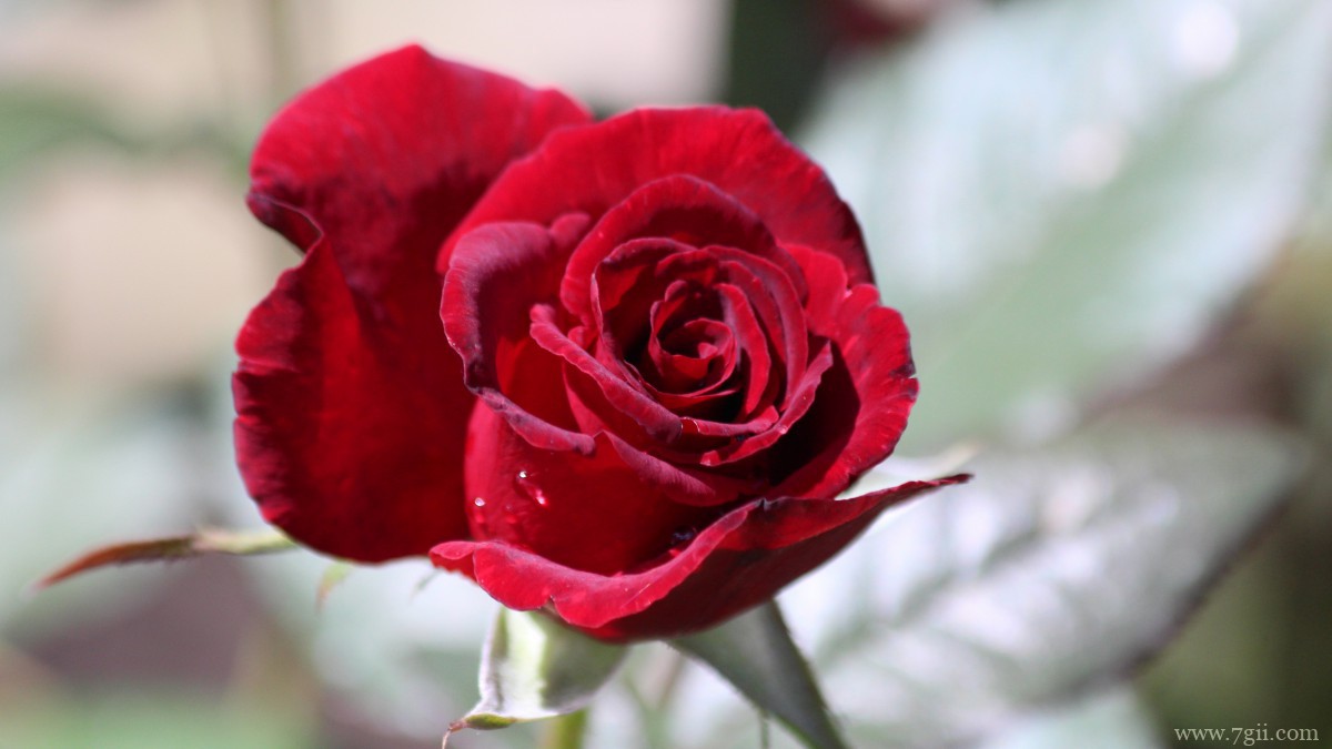 高清红玫瑰花图片