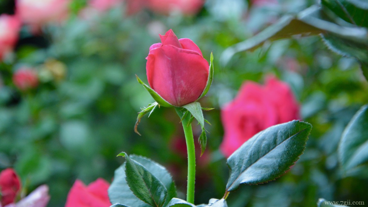 高清红玫瑰花图片