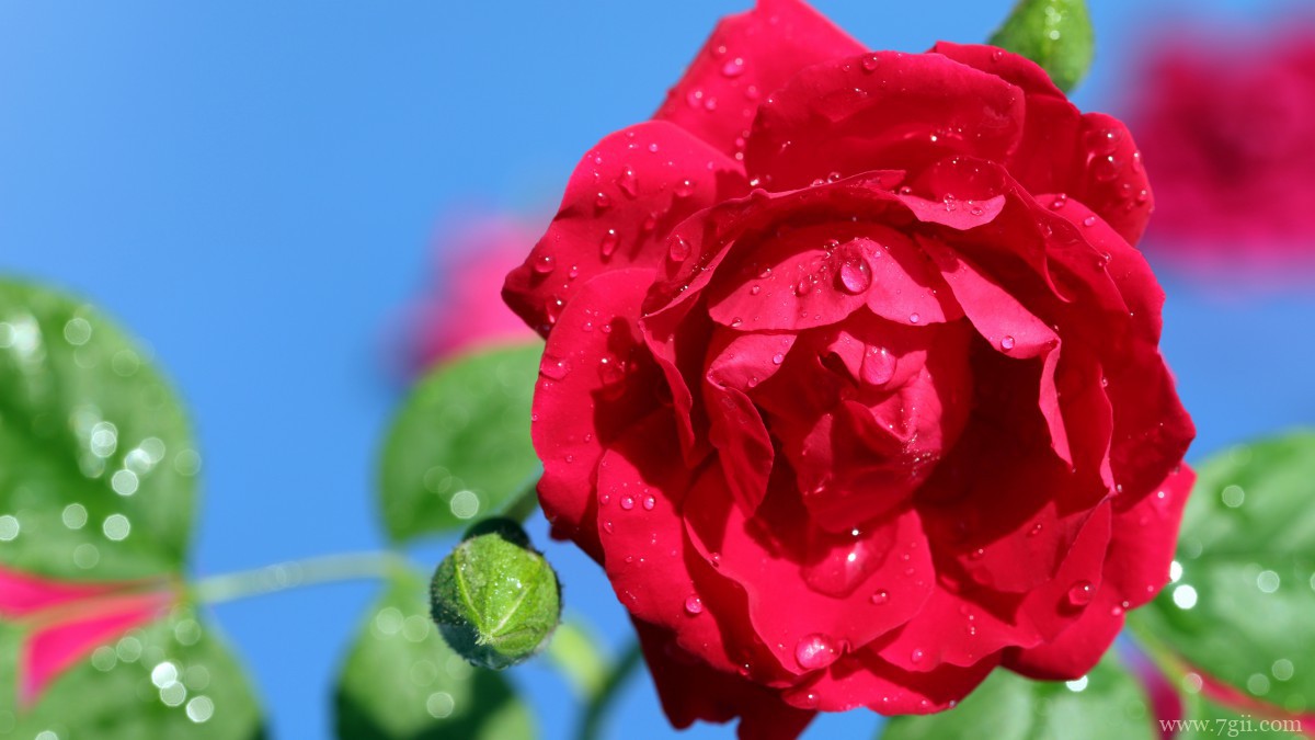 高清红玫瑰花图片