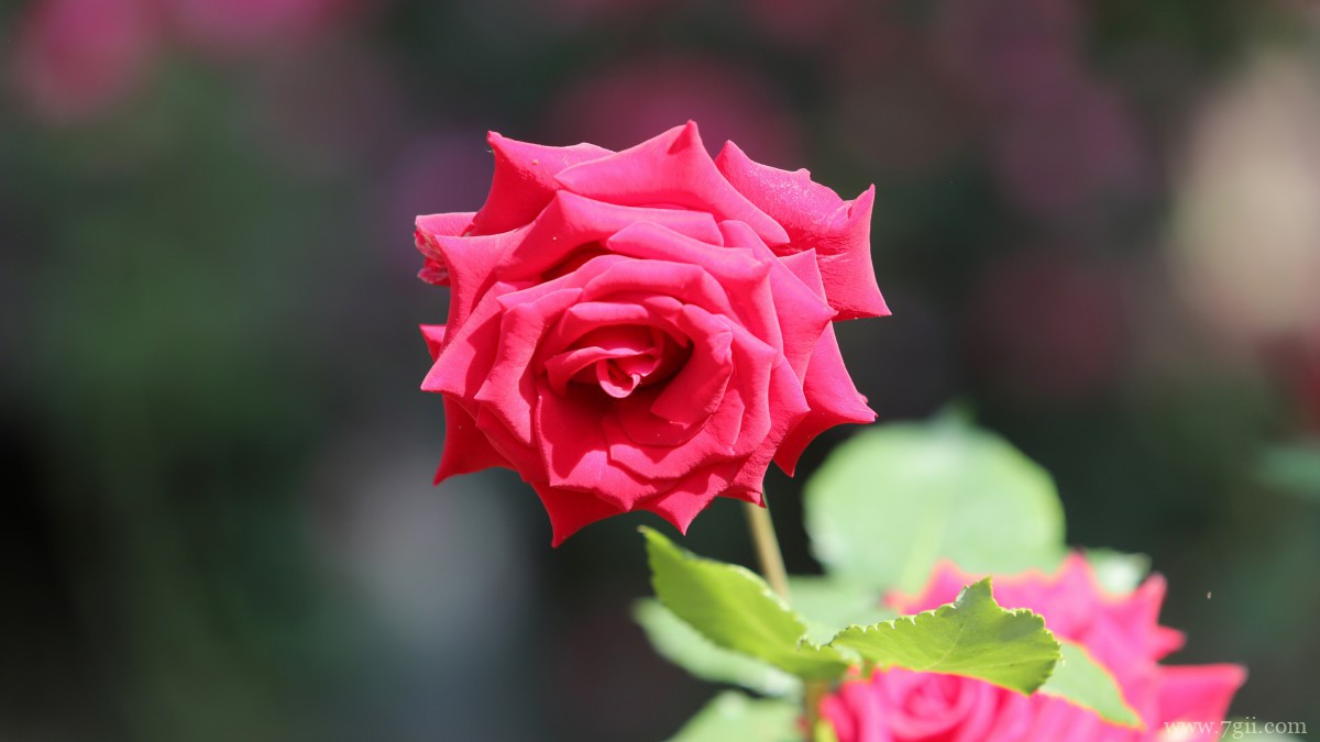 高清红玫瑰花图片
