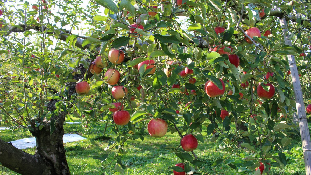 苹果树上红红的苹果图片