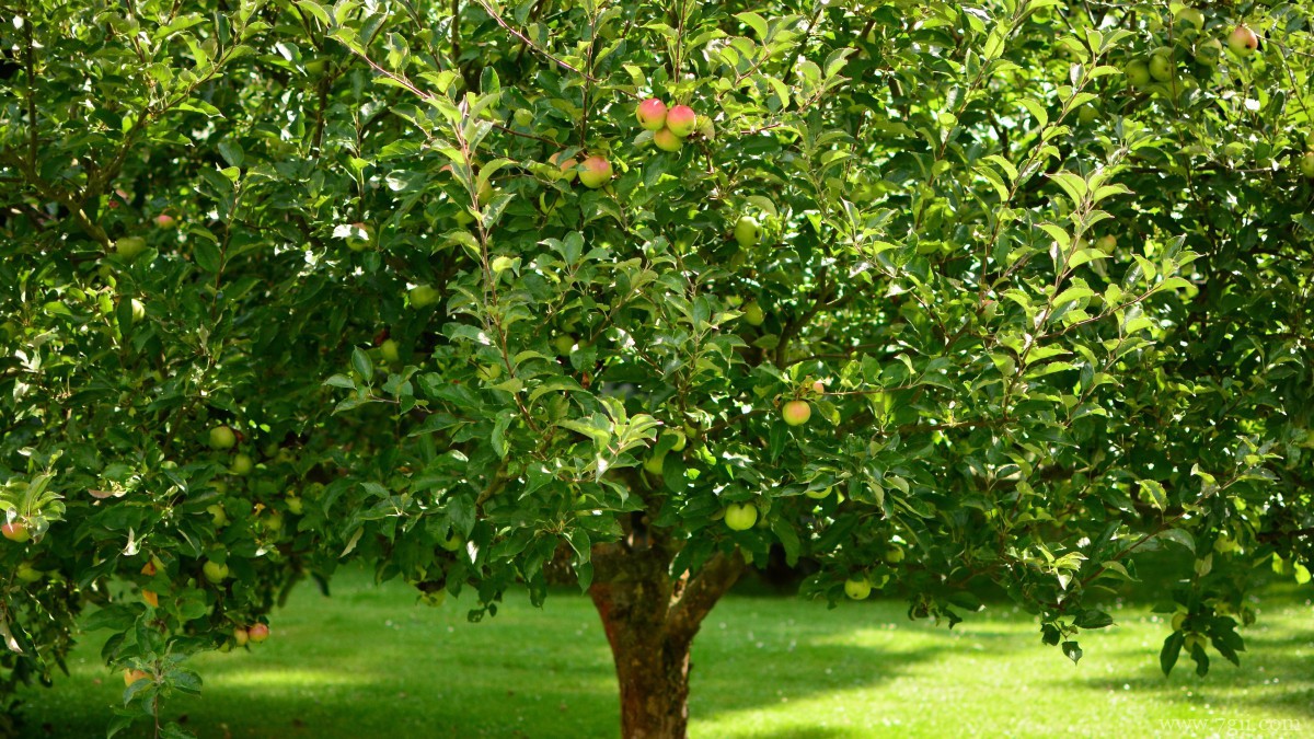 苹果树上红红的苹果图片