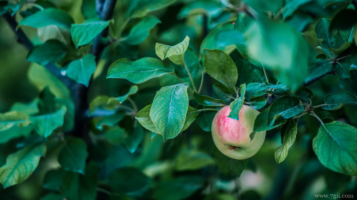 苹果树上红红的苹果图片
