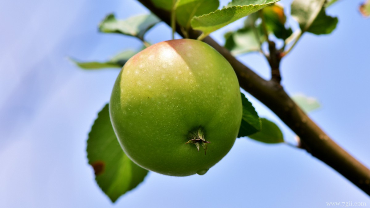 苹果树上红红的苹果图片