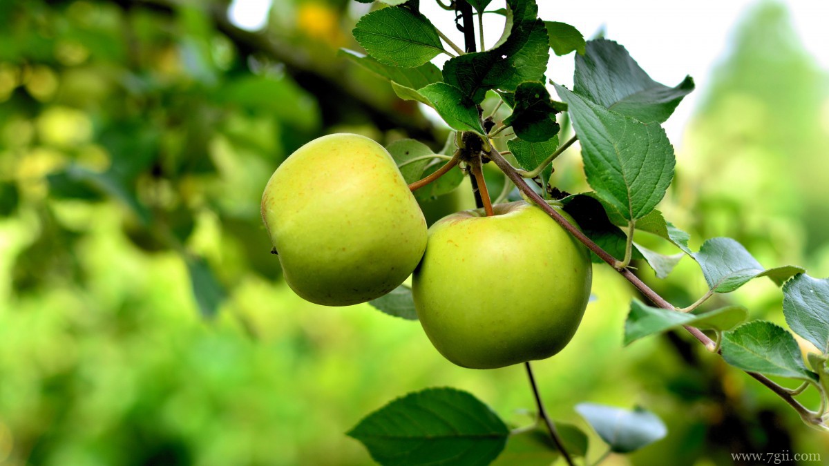 苹果树上红红的苹果图片