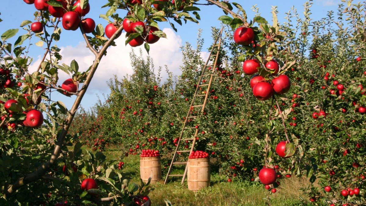 苹果树上红红的苹果图片
