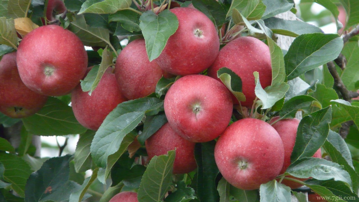苹果树上红红的苹果图片