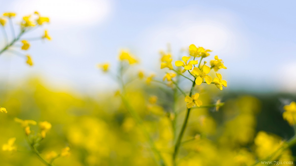 高清油菜花图片大全