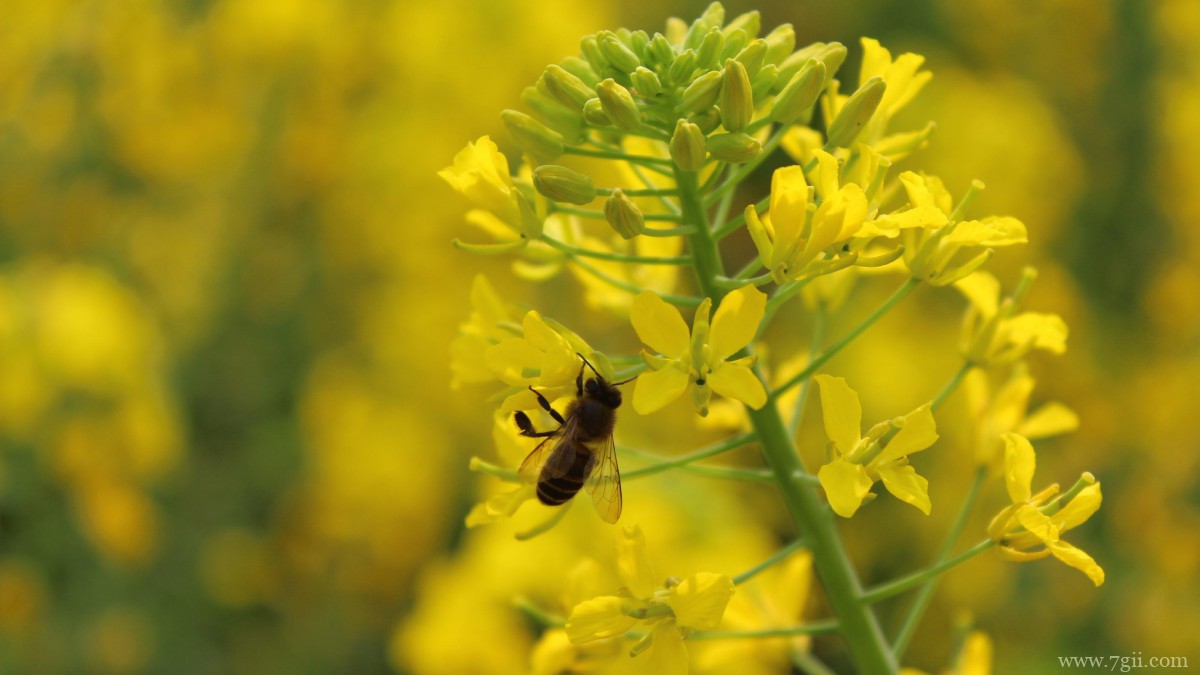 高清油菜花图片大全