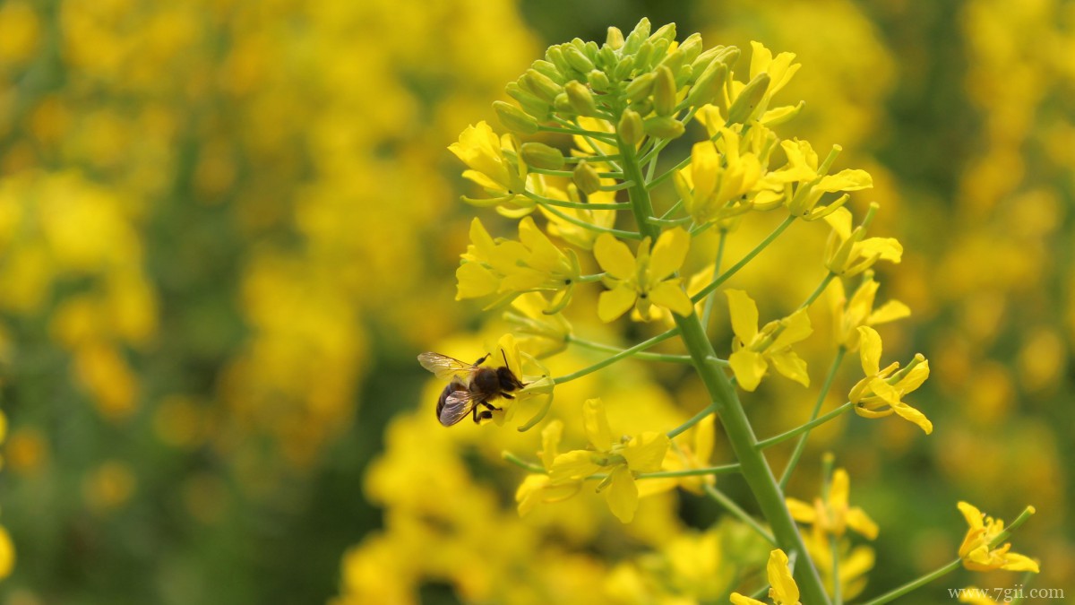 高清油菜花图片大全