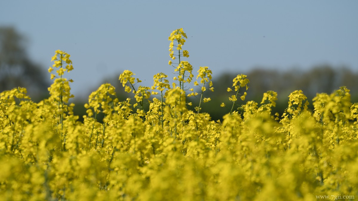 高清油菜花图片大全