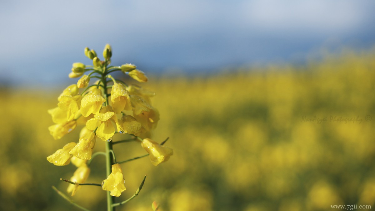 高清油菜花图片大全
