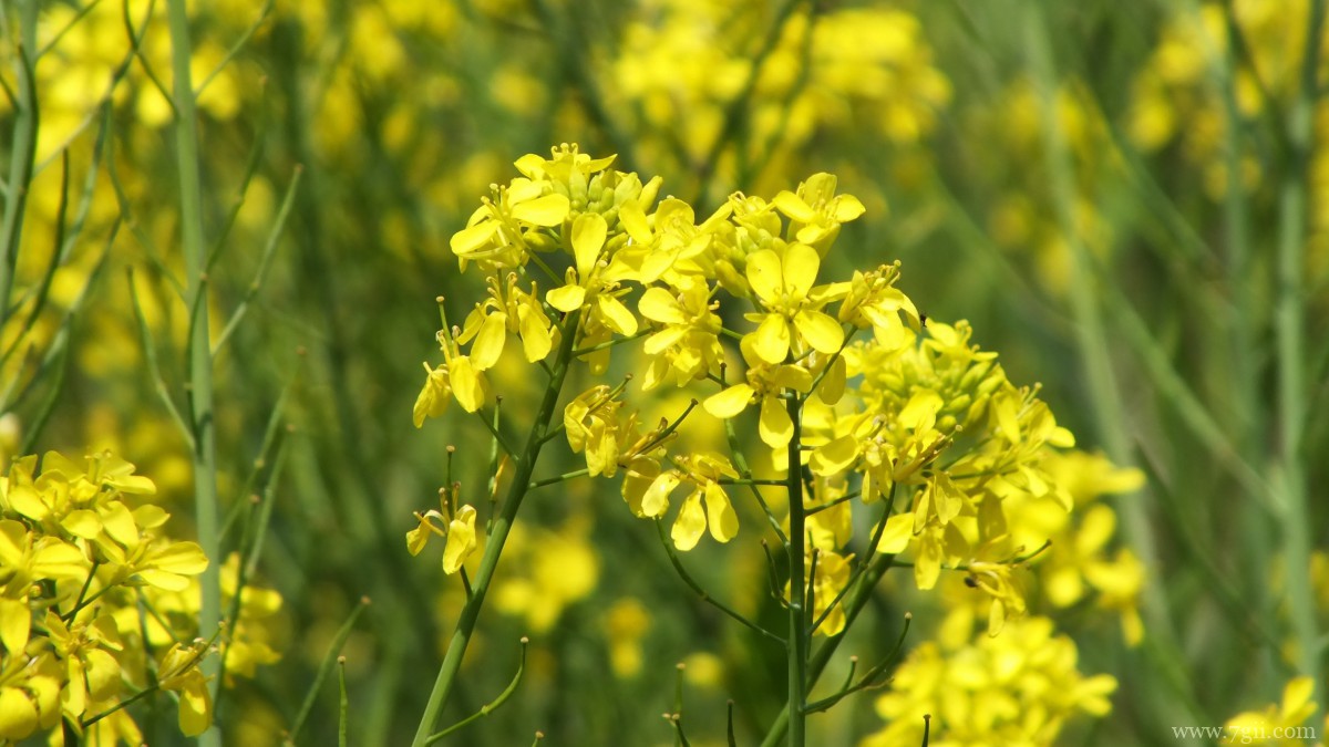 高清油菜花图片大全