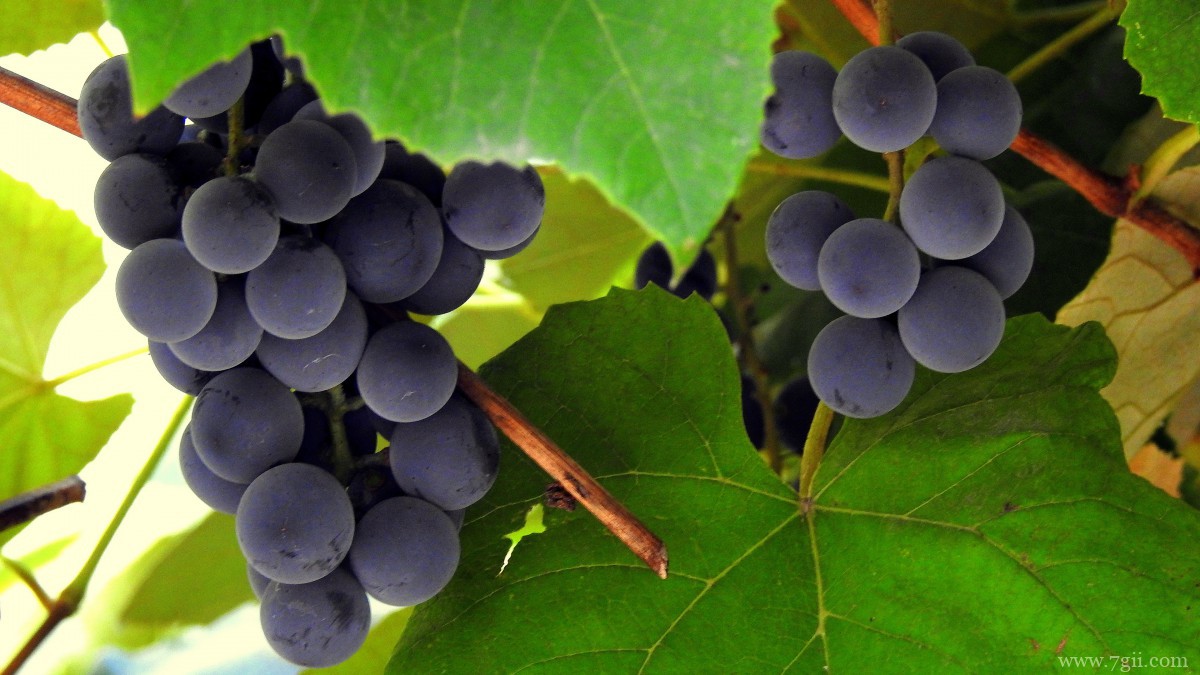 紫色的葡萄图片大全