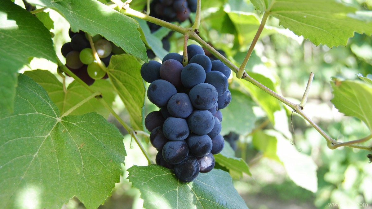 紫色的葡萄图片大全